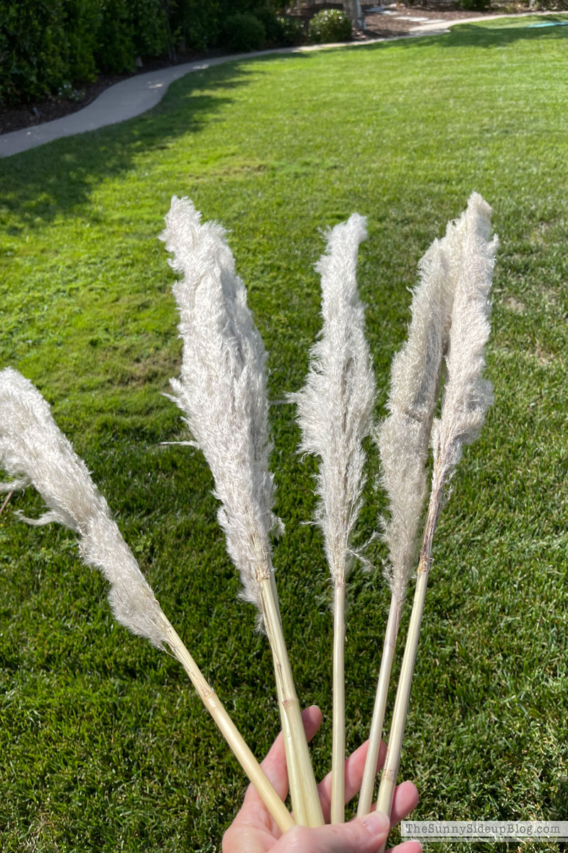 Pampas Grass, Fall Decor (Sunny Side Up)