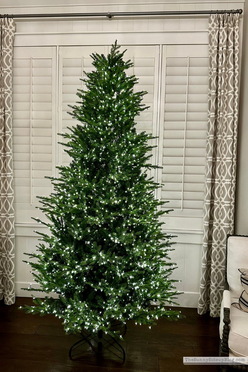 Home Depot Tree (Sunny Side Up)